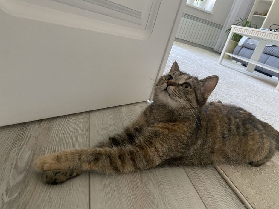 Кошка ищет дом. .