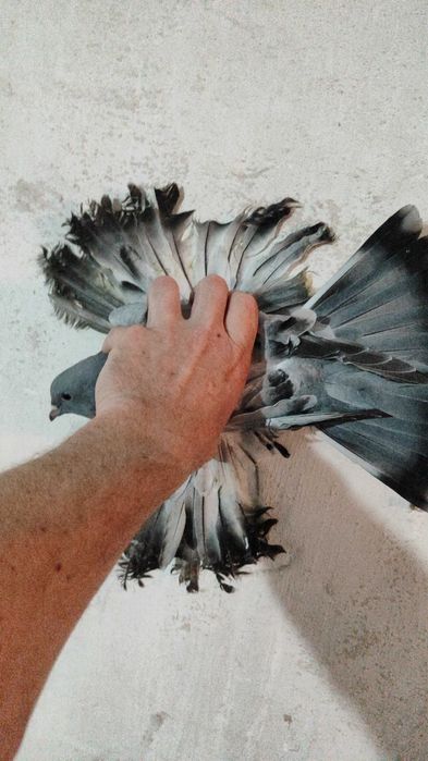 Голуби голуби пара