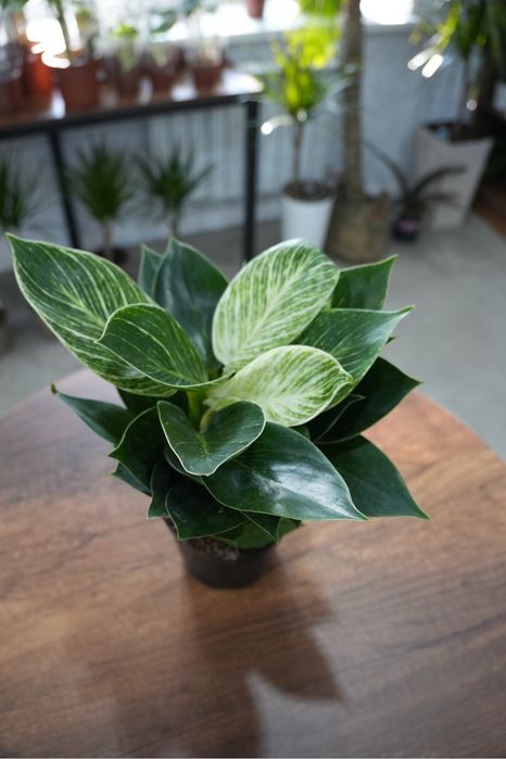 Филодендрон Платинум Даймонд