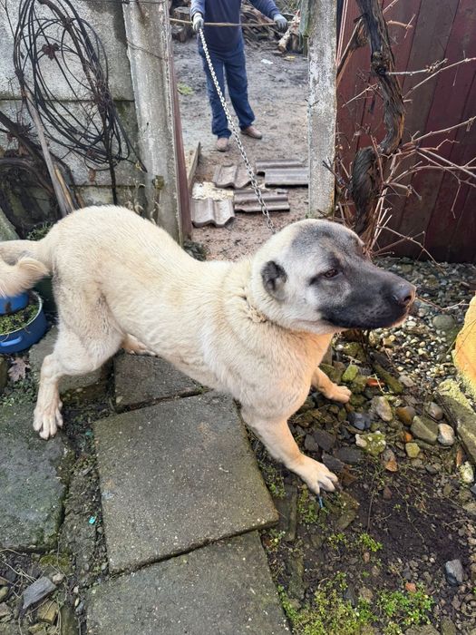 Câine Kangal (Ciobănesc Anatolian) – 1 an – pază excelentă