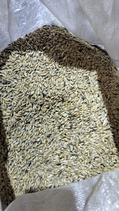 Продам сухой ячмень