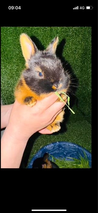 Огнёвка (черно-огненный) кролик