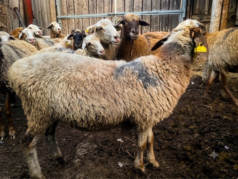 Продам токты ,багланы и овцы
