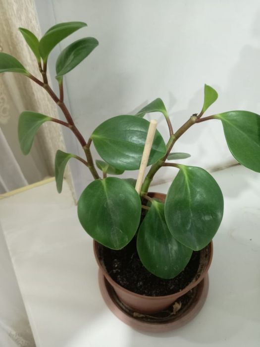 Продам цветы. Пеперомия