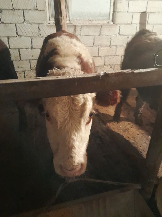 Откорм бұқалар сатылады.