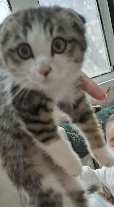Skottish fold o'g'il bola mushukcha sotiladi.