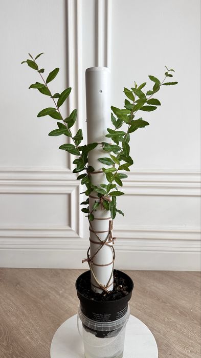 Комнатный гранат