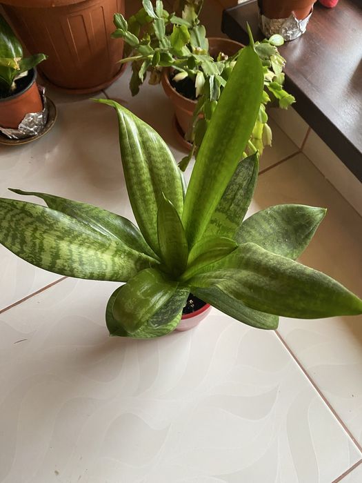 Sansevieria/Dieffenbachia/leandru