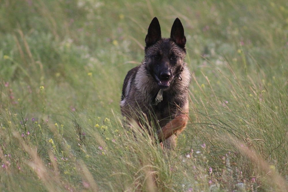 Продам Щенят Бельгейской Малинуа