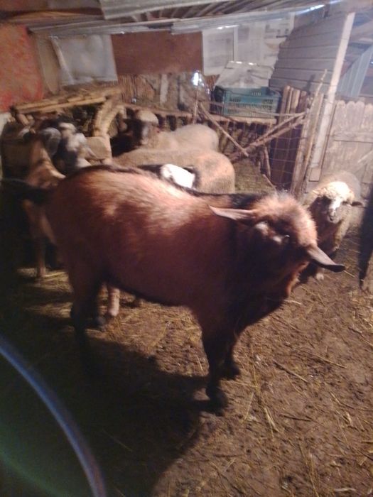 Vand tap alpin francez