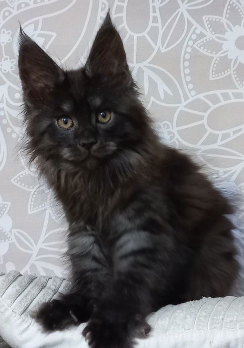 Красивые котята Мейн-Куны