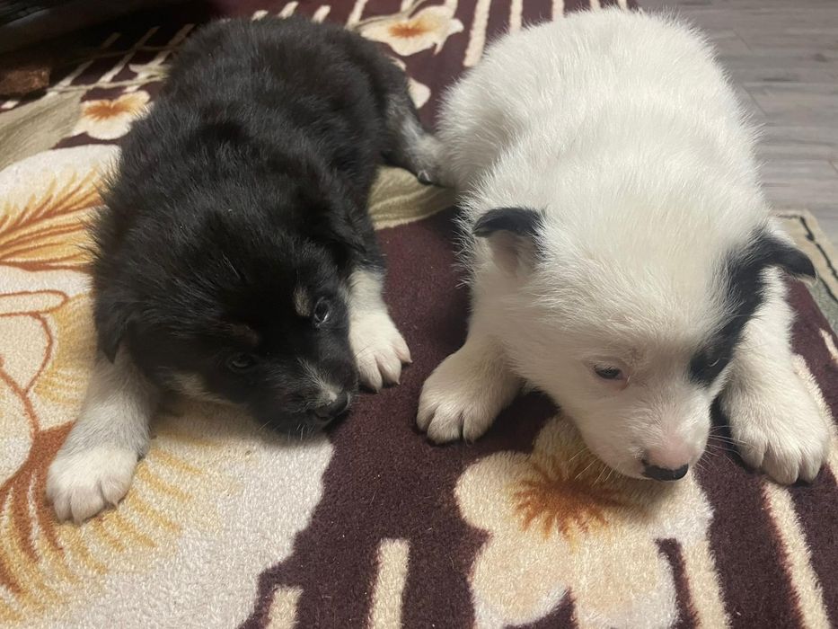 Donez căței talie medie