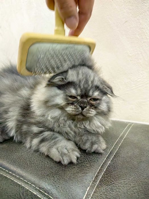 Скотиш Фолд котята mushuqcha - подарок детям Bolalarga eng zo'r sovg'a