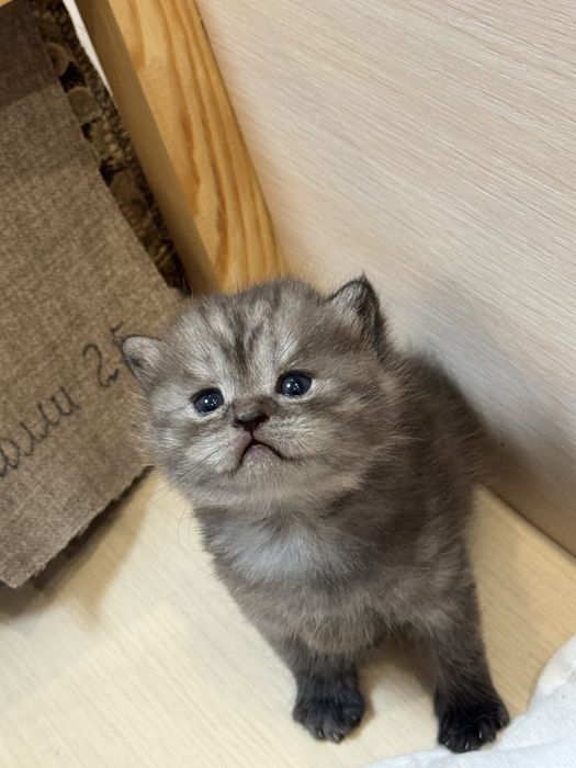 Продам в хорошие руки вислоухие шотландские котята