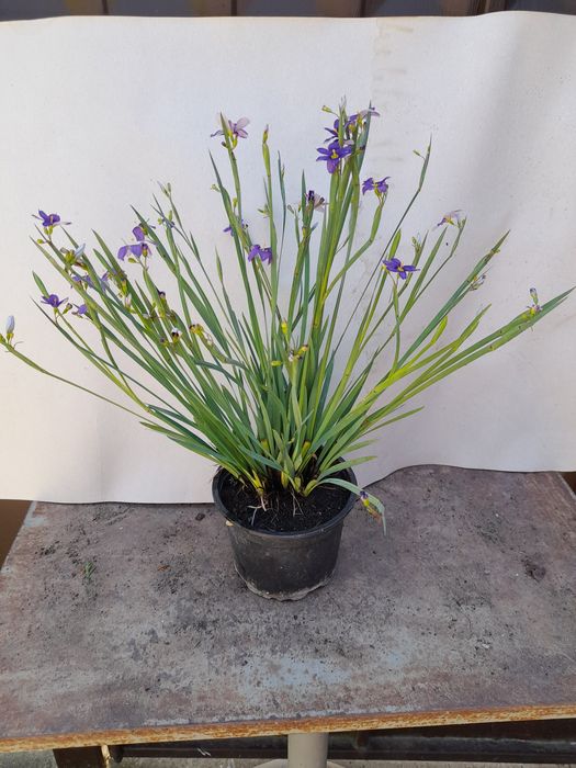 Сисиринхиум (Sisyrinchium angustifolium)