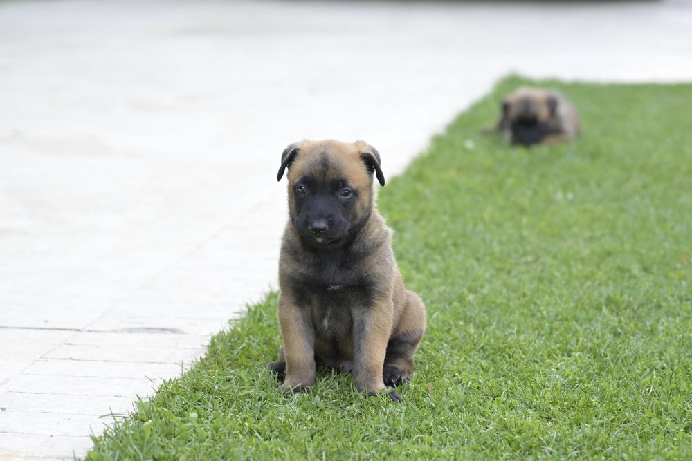 Ciobanesc belgian - Mallinois