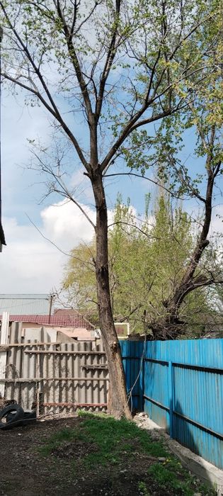 Бесплатно деревья