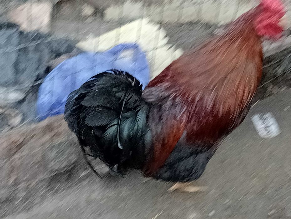 Vând cocoș de casa cu 70 de lei