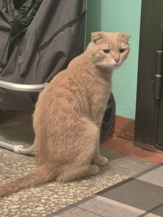 Отдаем кота, породы Скоттиш-фолд