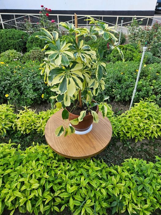 Үй гулдері сатылады