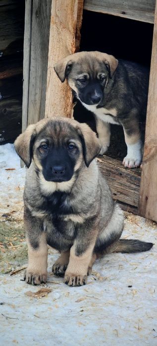 Помесь, кобельки