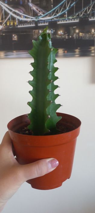 Эуфорбия по доступной цене