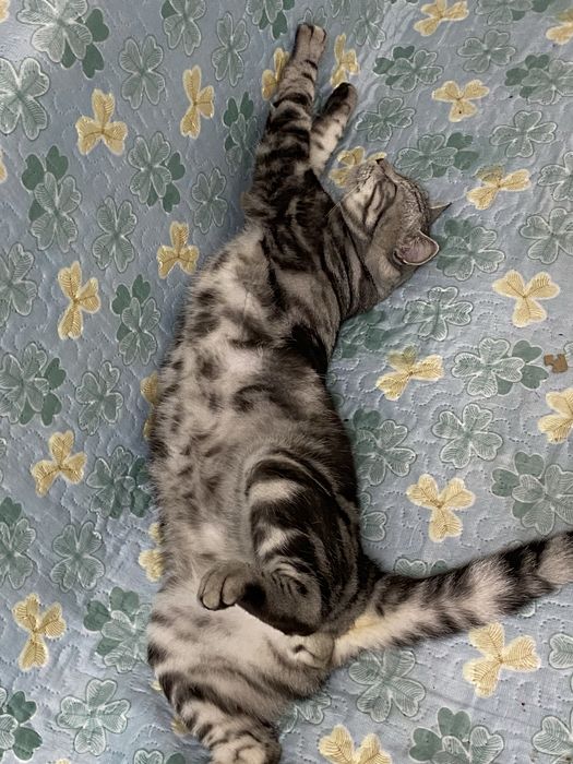 Кот, Американский