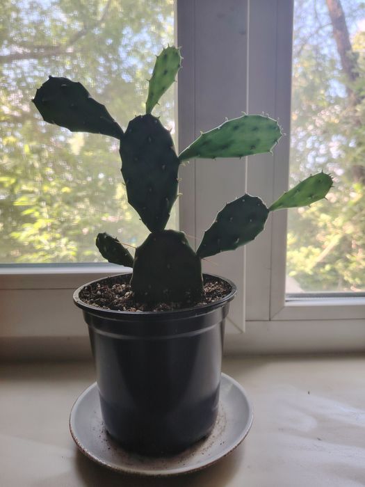 Опунция (в простонародье - заячьи ушки)