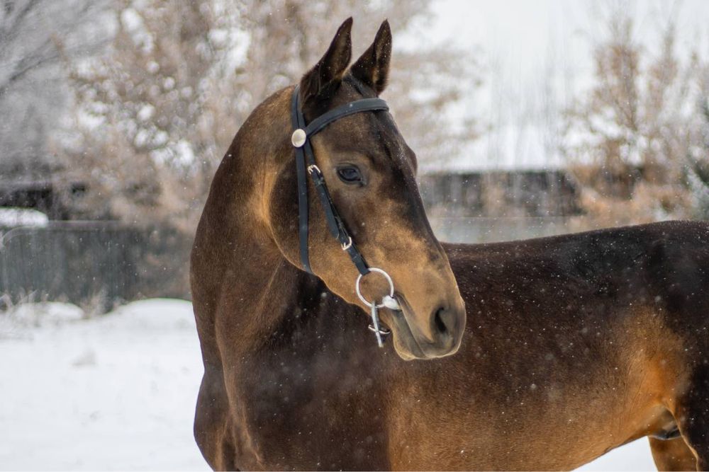 Ахалтекинский жеребец