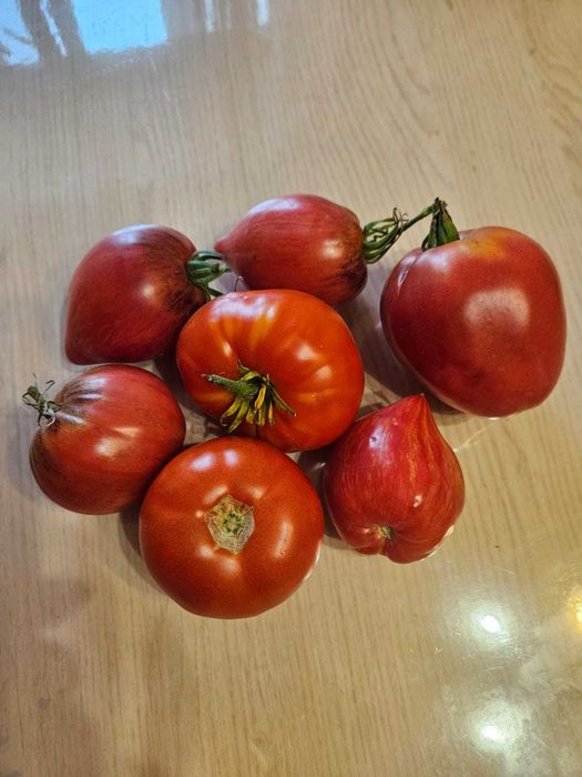 Семена домашних и коллекционных томатов (Урожай 2025)