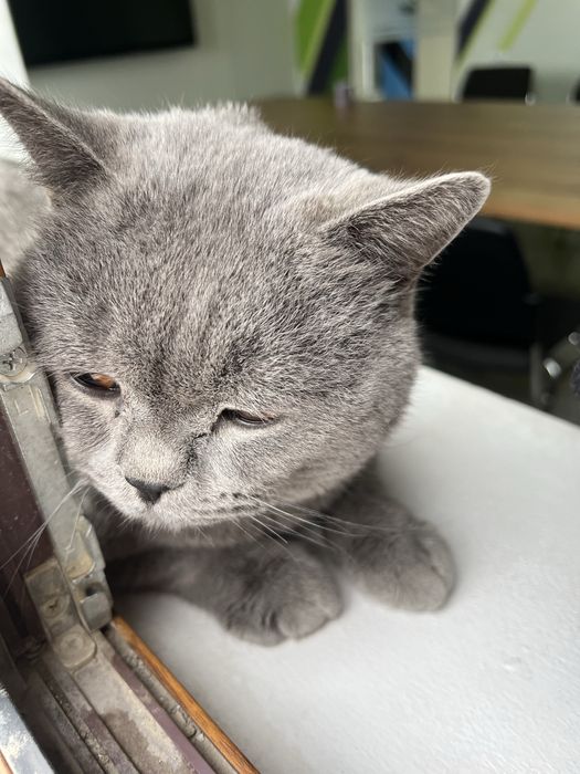 British Shorthair sotladi srochno