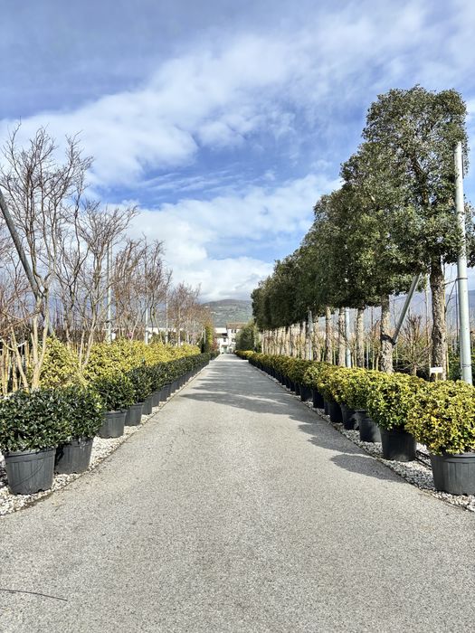 Leylandii gold rider toate dimensiunile