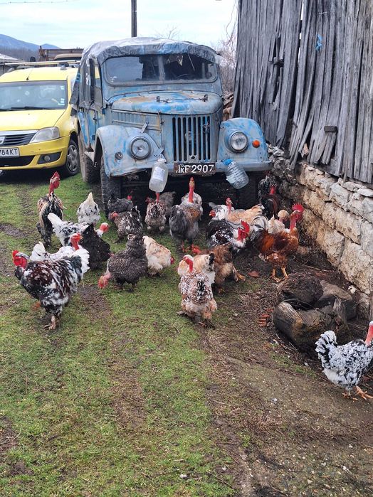 Продавам яйца от кокошки голошийки