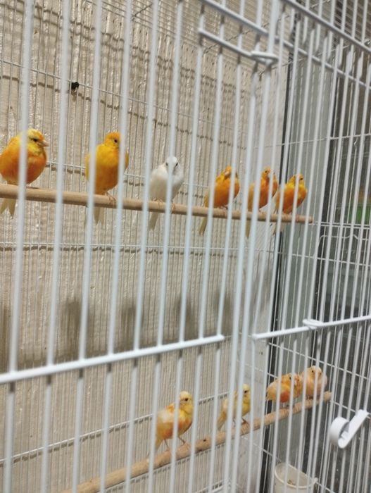 Limoni yiri kanarekalar sotiladi