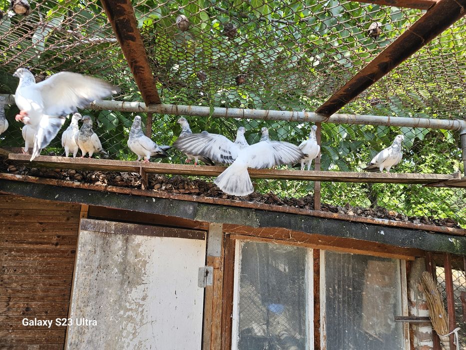 Продавам Софийски гълъби