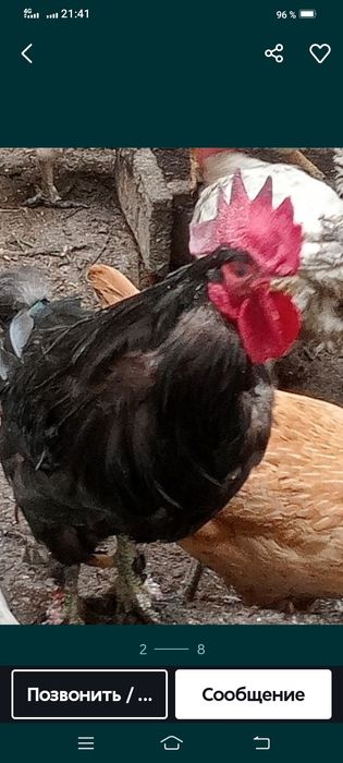 Продам красивых цыплят