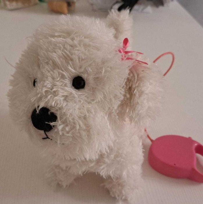 Catel din plus Bichon alb cu lesa, merge si latra