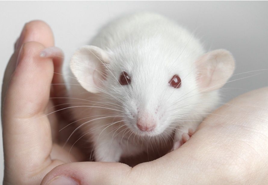 Декоративные крысята дамбо