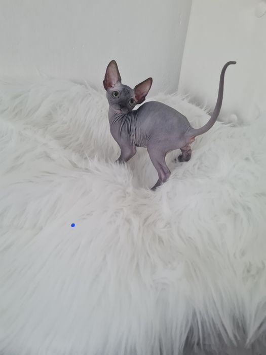 Pisică sphynx mascul blue