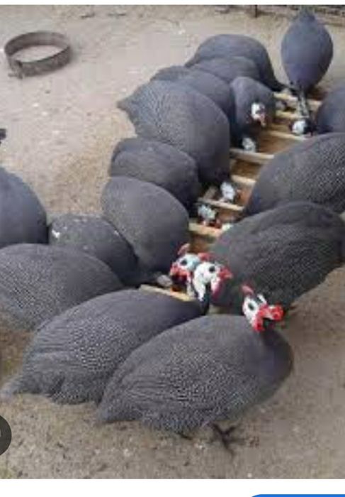 Bibilici (Cîțe) de vanzare