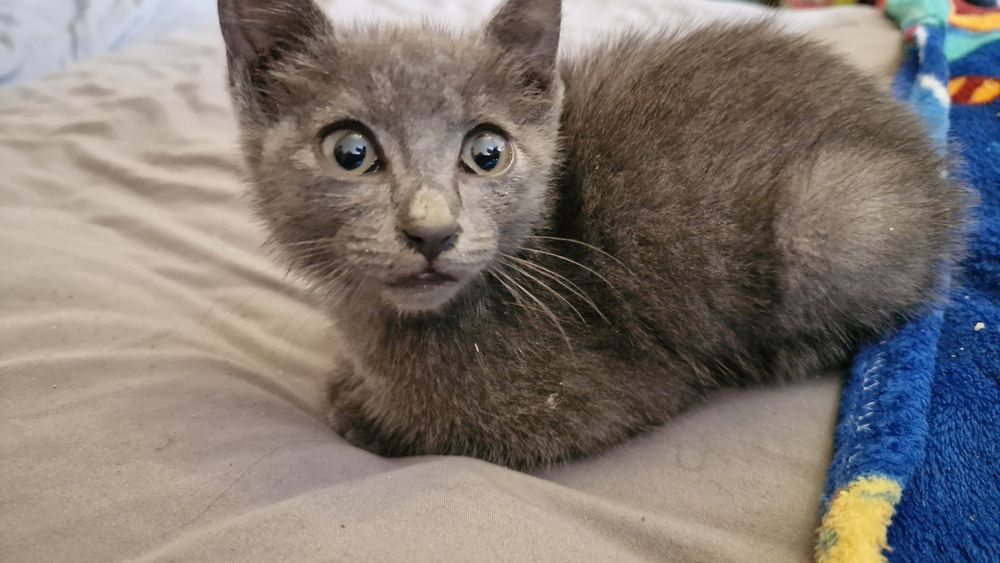 Котёнок, отдам котёнка в добрые руки!!!