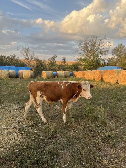 Vand doi tauri si o juninca