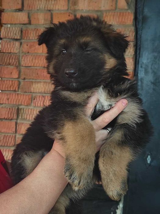 Продам щенков восточно-европейской овчарки