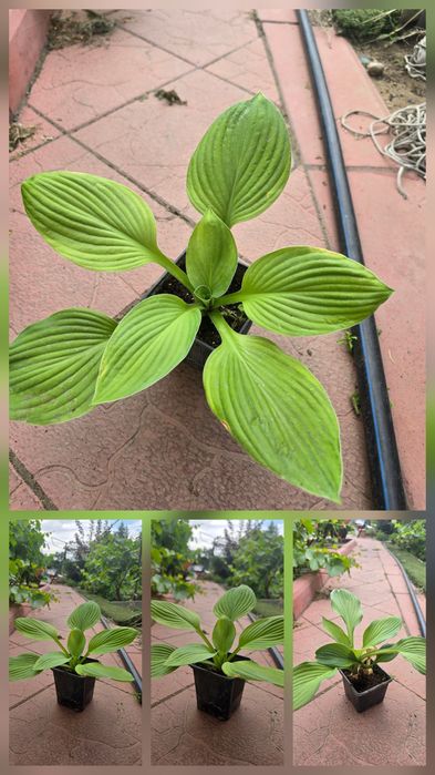 Отростки растения хосты