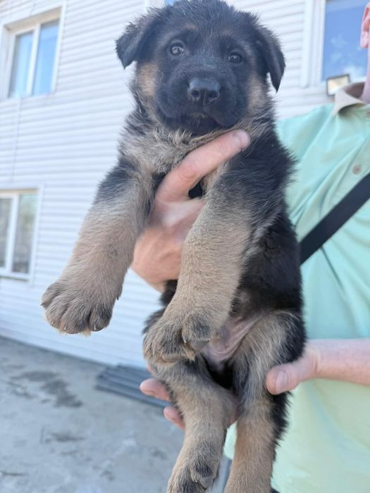 Щенки немецкой овчарки