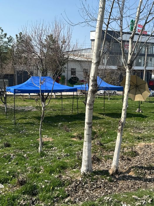 Zontik karkaz hamma razmerdan bor