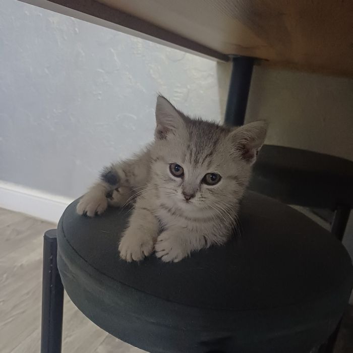котята шотландцы