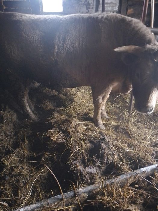 Бык... бык... бык...