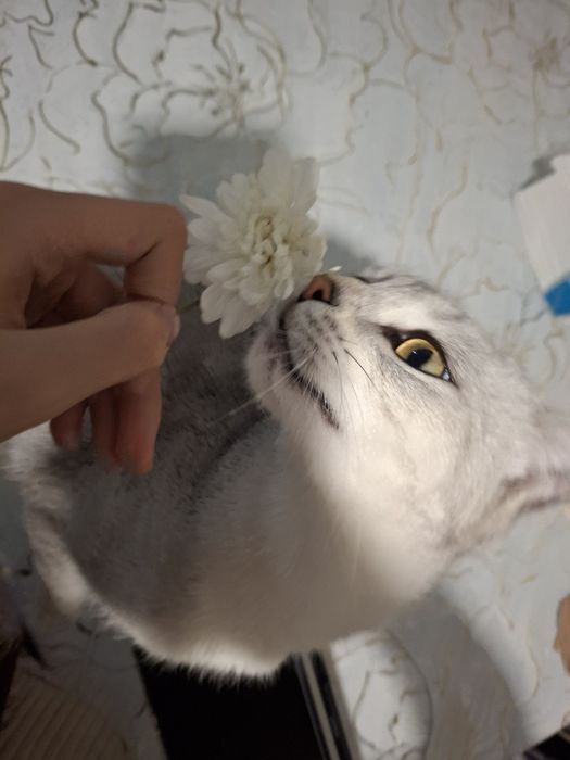 потерялась кошка,лия