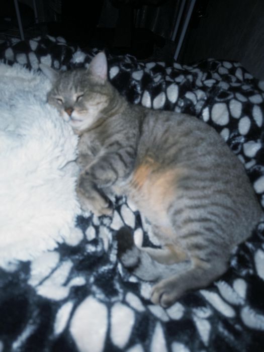 Кот в хорошие руки